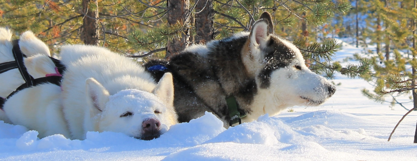 Cover photo by Kakslauttanen Arctic Resort, Lapland, Finland. 