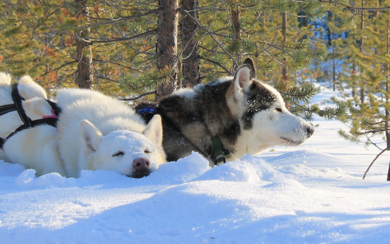 Cover photo by Kakslauttanen Arctic Resort, Lapland, Finland. 